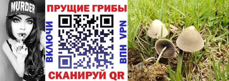 дарнет шоп  Алупка  Галлюциногенные грибы прущие грибы 
